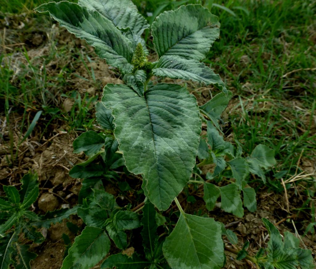 Amaranthus retroflexus  / Amaranto comune